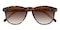 Downey Tortoise Classic Wayframe Acetate Sunglasses