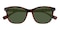 Modesto Tortoise Classic Wayframe Acetate Sunglasses