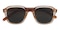 Concord Brown Horn Plastic Sunglasses
